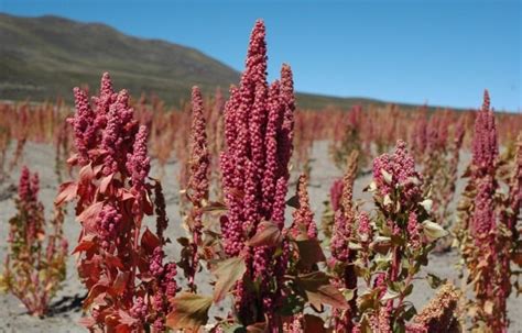  Quinoa - Luomuviljelystä Superfoodiksi: Tutkimus Quinoa-Tuotannosta ja Sen Käytöistä